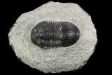 Bargain, Paralejurus Trilobite Fossil - Ofaten, Morocco #120054-1